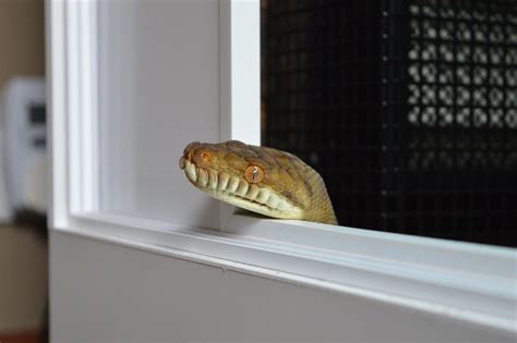 Image result for Merauke Scrub Python