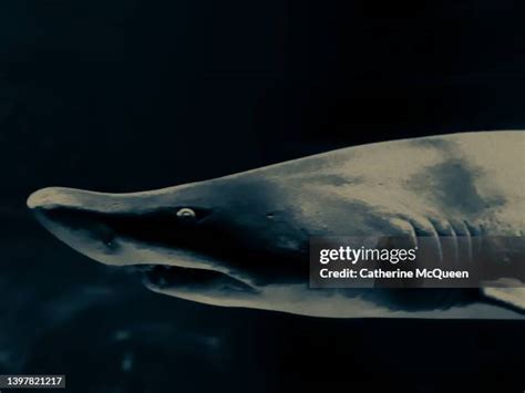 Image result for Deep Ocean Shark