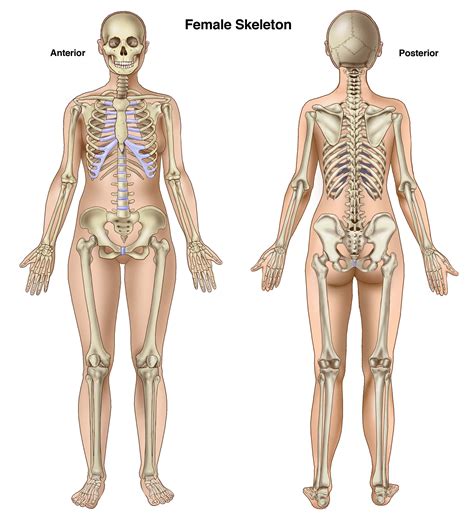 Image result for Female Skeleton Internal Anatomy