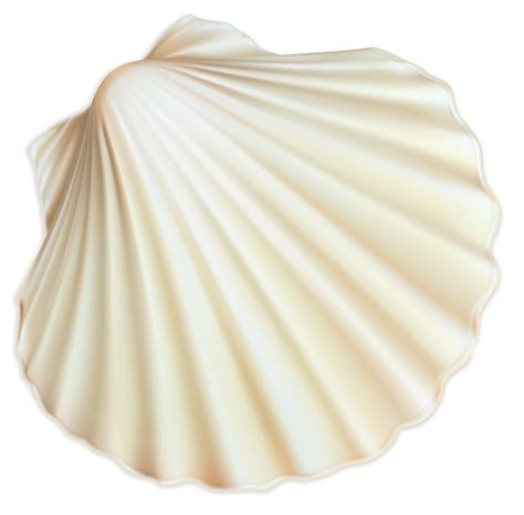 Image result for Shell Texture PNG Transparent