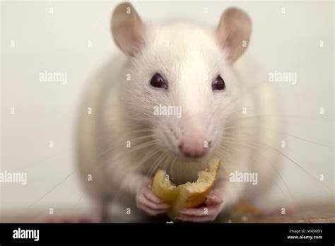 Lab Rat Eating に対する画像結果