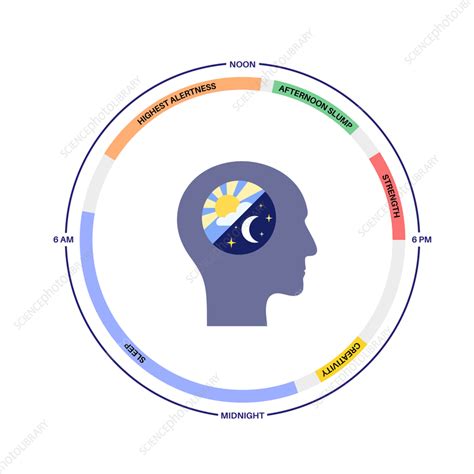 Toradh íomhá ar Sleep/Wake Cycle Model