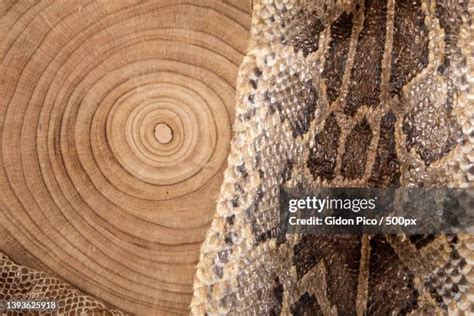 Afbeeldingsresultaten voor Vietnam Python