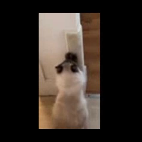 Toradh íomhá ar Heap Sort Ython Scratch