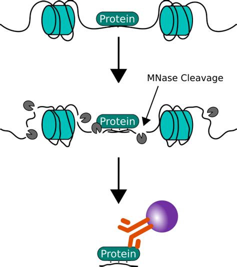 Image result for Native ChIP-seq