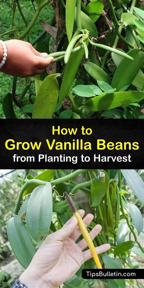 Image result for Growing Vanilla Beans