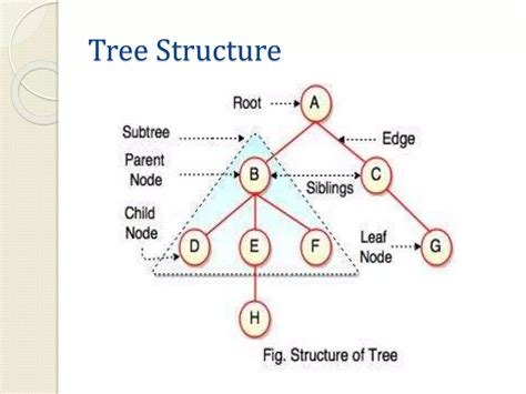 Image result for Forest of 3 Data Structures and Algorithms Drawing