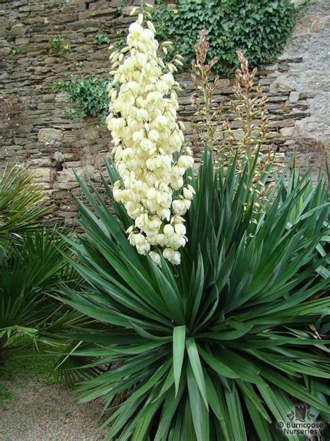 Yucca Gloriosa に対する画像結果