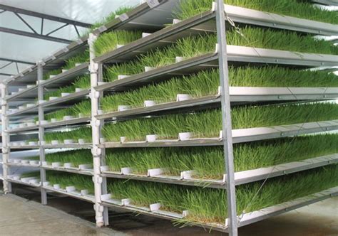 Image result for DIY Hydroponic Fodder Growing Systems