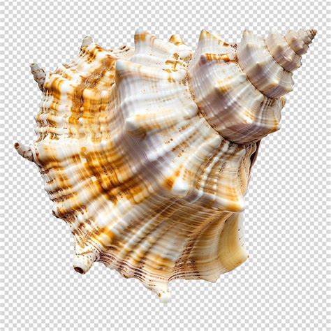 Image result for Sea Shells Transparent Background