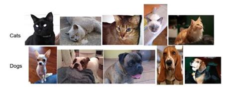Image result for Pets Classification Dataset