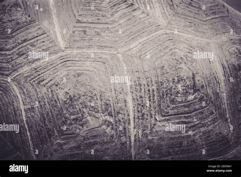 Image result for Turtle Shell Close Up