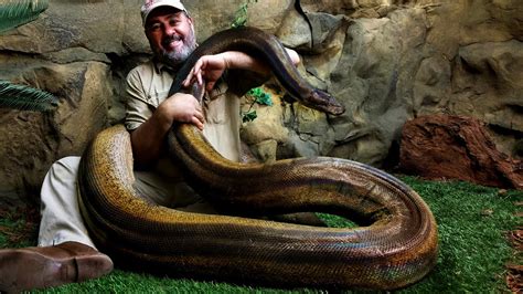 Toradh íomhá ar Reticulated Python Morphs Chart