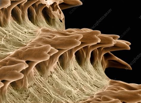 Snail Microscope に対する画像結果