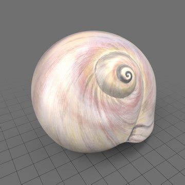 نتيجة الصورة لـ Shell Crazy Shape