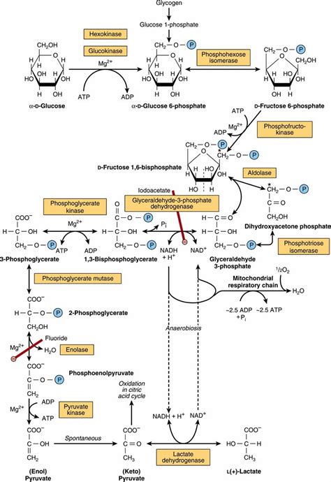 Glycolysis Enthalpie に対する画像結果