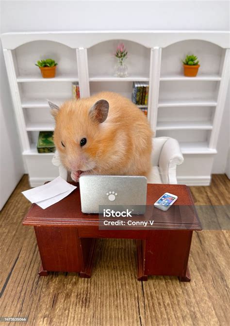 Image result for Computer Programmer Hamster