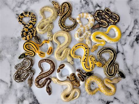 Toradh íomhá ar Miniature Ball Python