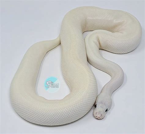 Image result for Lesser Ball Python Blue Eyes