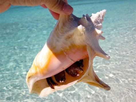 Image result for Conch Out of Shell