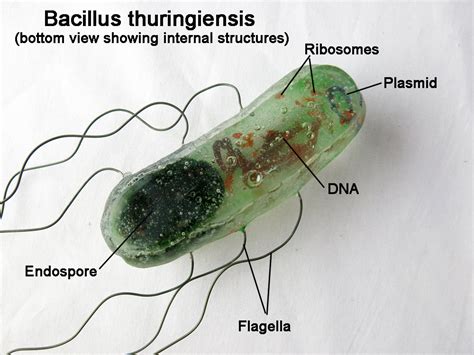 Bacillus Thuringiensis に対する画像結果