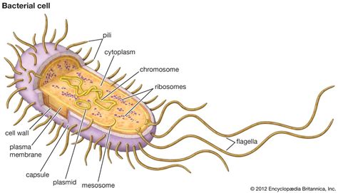 Image result for Flagellum Diagram