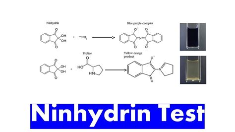Afbeeldingsresultaten voor Functional Groups of Ninhydrin