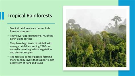 Image result for Rainforest Distribution