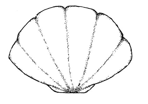 Image result for Shell Drawing Template