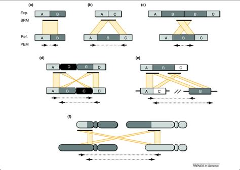 Toradh íomhá ar Structural Variation