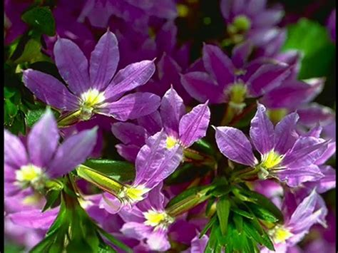 Image result for Language Science DVD Menu