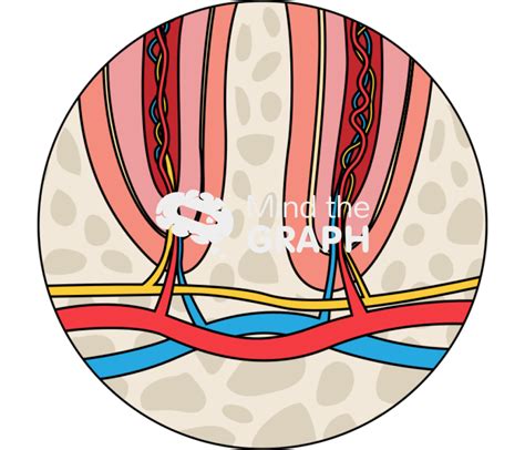 Image result for Python Tooth Structure