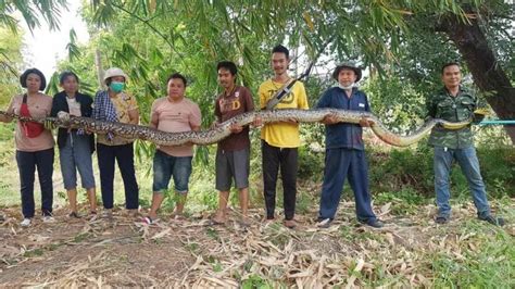 Image result for Giant Thai Python