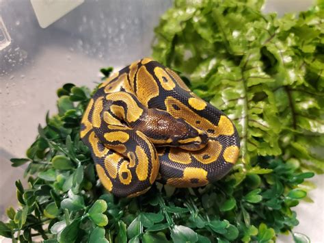 Image result for Baby Ball Python with Attitude