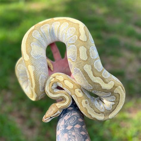 Toradh íomhá ar Lesser Monsoon Ball Python