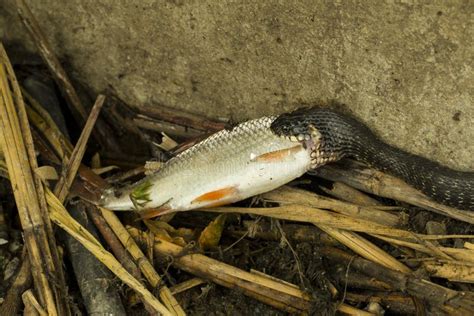 Toradh íomhá ar Snake Eat Fish