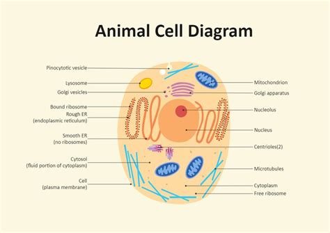 Image result for Animal Cell Science Diagram