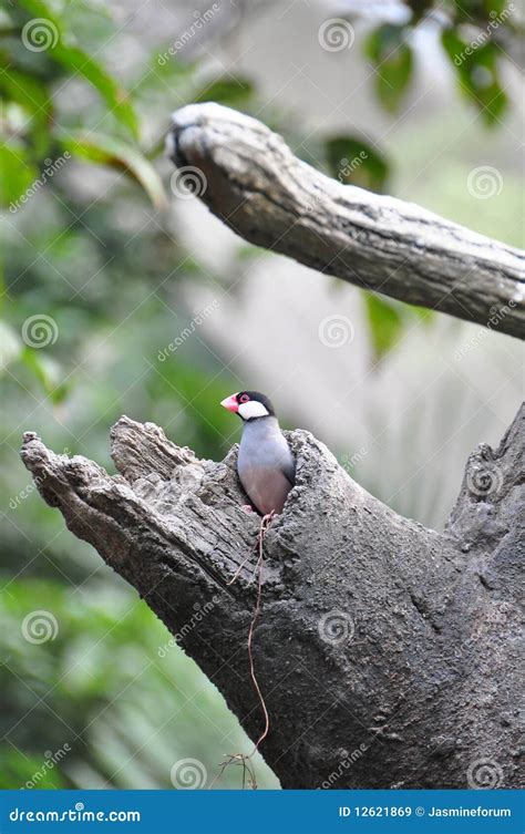 Afbeeldingsresultaten voor Java Sparrow Tree