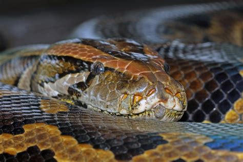 Image result for Python Farming