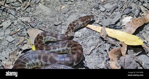 Childrems Python に対する画像結果