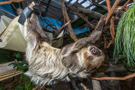 Afbeeldingsresultaten voor Sloth Dung