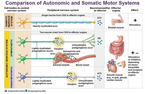 Image result for Autonomic Nervous System Model