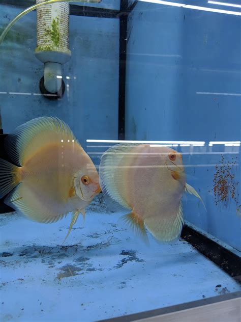 Toradh íomhá ar Breeding Pair Discus Fish