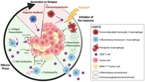 Image result for Tumor DC Macrophage