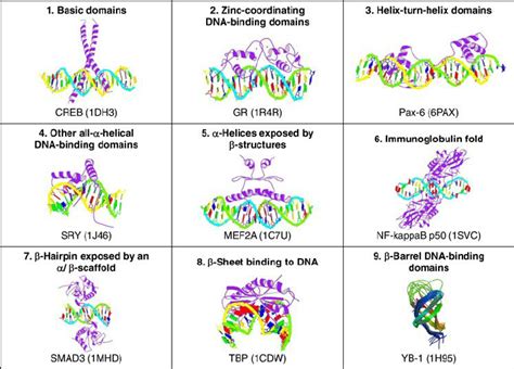 Image result for DNA Binding Domain Classification