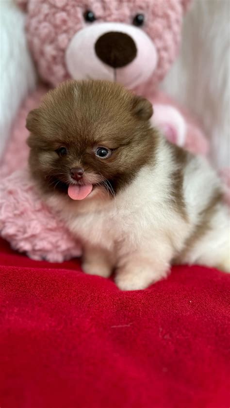 Mini Pom Parti కోసం చిత్ర ఫలితం