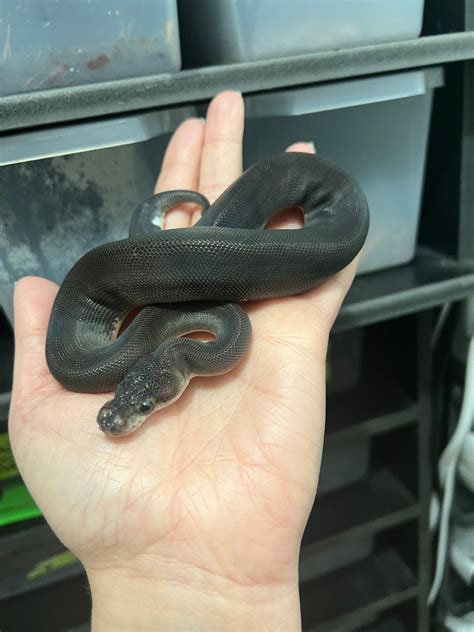 Toradh íomhá ar 8 Ball Python