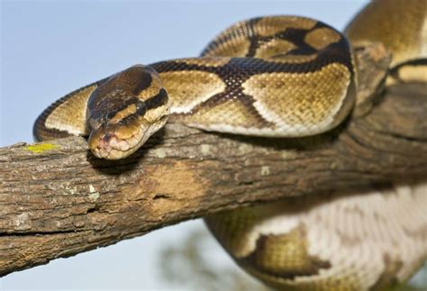Image result for Nightmare Ball Python