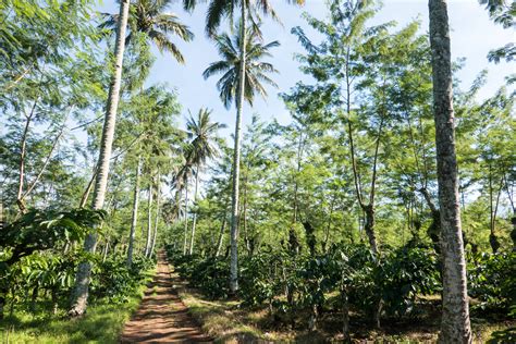 Image result for Java Colonial Coffee Tree-Planting Map1835