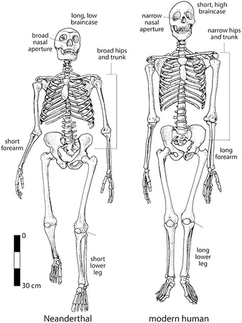Image result for Modern Human Skeleton